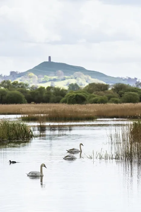 Framed Print : Mute Swan, Cygnus olor with Glastonbury Tor in background