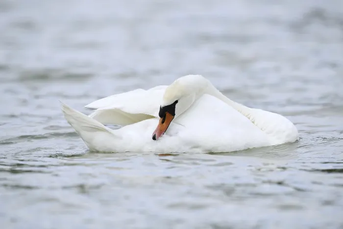 Framed Print : Mute swan (Cygnus olor) grooming its feathers