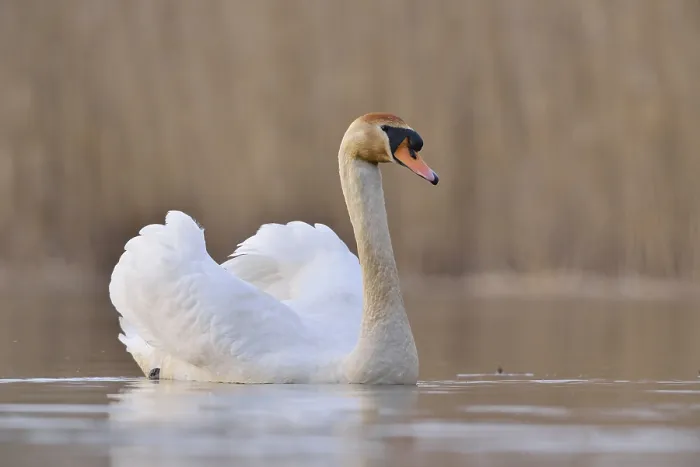 Framed Print : Mute swan (Cygnus olor) on a lake