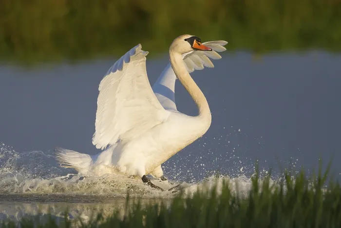 Framed Print : Mute Swan (Cygnus olor), landing on water Framed Print : Mute Swan (Cygnus olor), landing on water