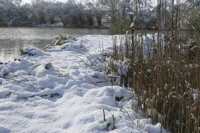 Framed Print : Mute Swan (Cygnus olor) on the nest in the snow