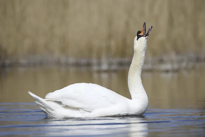 Framed Print : Mute swan (Cygnus olor), North Rhine-Westphalia