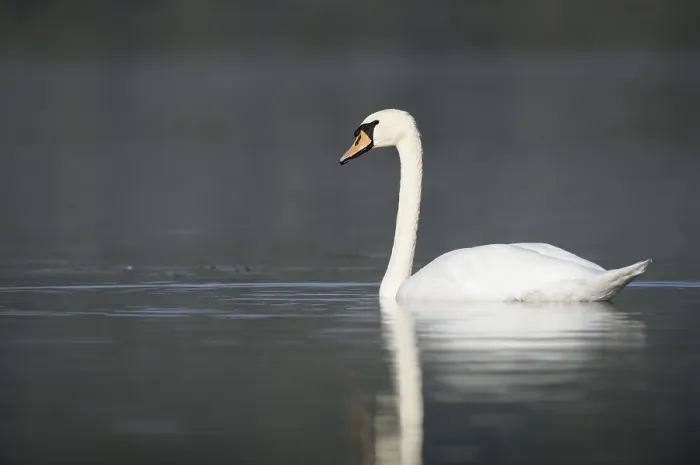 Framed Print : Mute swan (Cygnus olor), North Rhine-Westphalia