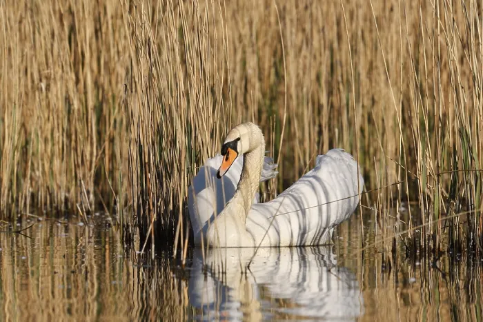 Framed Print : Mute swan (Cygnus olor), North Rhine-Westphalia