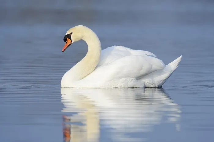 Framed Print : Mute swan (Cygnus olor), North Rhine-Westphalia Framed Print : Mute swan (Cygnus olor), North Rhine-Westphalia
