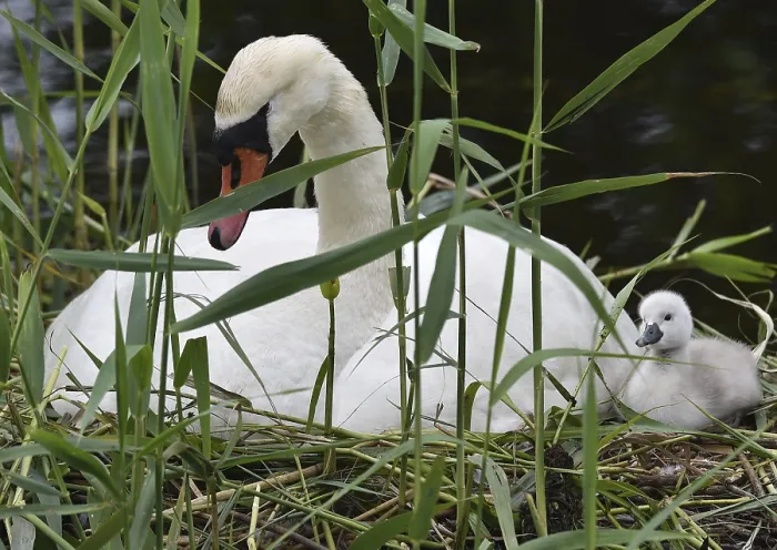Framed Print : Mute swan (Cygnus olor) offspring