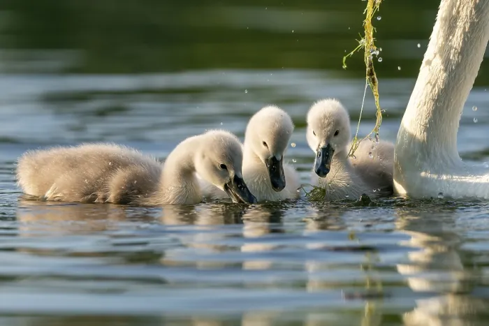 Framed Print : Mute swan (cygnus olor), Old bird feeding chicks