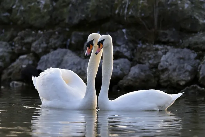Framed Print : Mute swan (Cygnus olor) pair, courtship