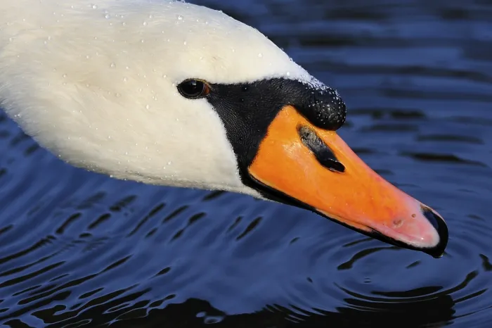 Framed Print : Mute Swan (Cygnus olor), portrait