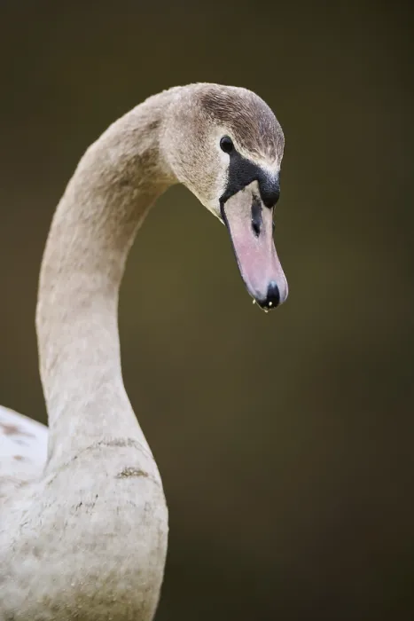 Framed Print : Mute swan (Cygnus olor) portrait Framed Print : Mute swan (Cygnus olor) portrait