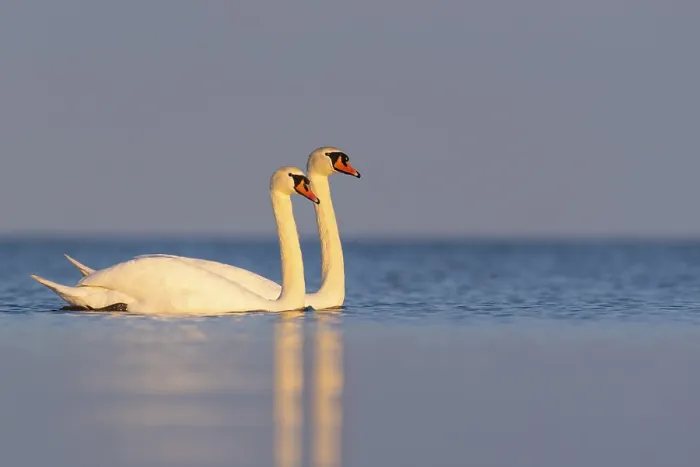 Framed Print : Mute swan (Cygnus olor), Rugen