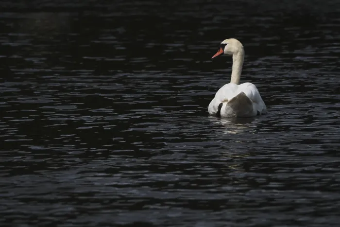 Framed Print : Mute swan (Cygnus olor), Schwalm-Nette nature reserve