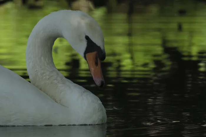 Framed Print : Mute swan (Cygnus olor), Schwalm-Nette nature reserve