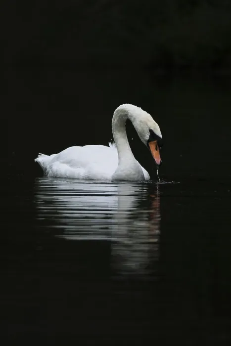 Framed Print : Mute swan (Cygnus olor), Schwalm-Nette nature reserve