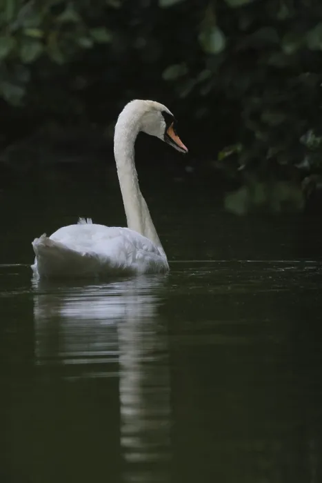 Framed Print : Mute swan (Cygnus olor), Schwalm-Nette nature reserve