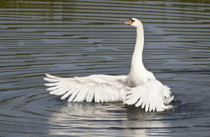 Framed Print : Mute Swan (Cygnus olor) spreading its wings Framed Print : Mute Swan (Cygnus olor) spreading its wings