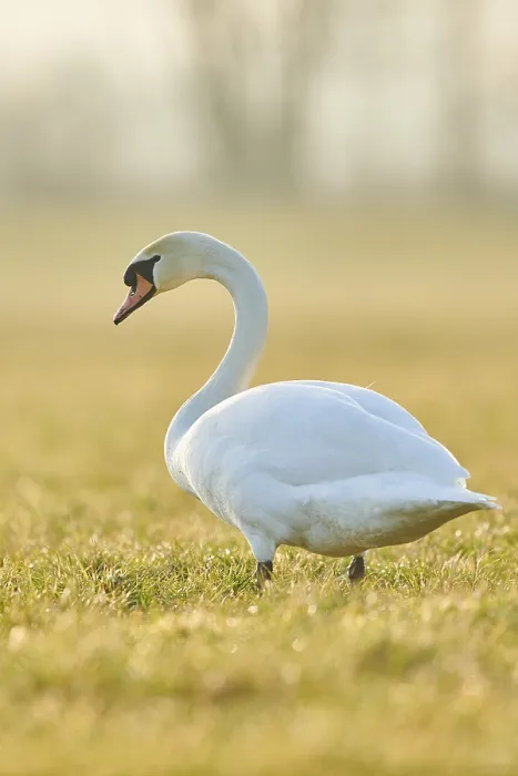 Framed Print : Mute swan (Cygnus olor), standing on a meadow Framed Print : Mute swan (Cygnus olor), standing on a meadow
