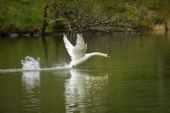 Framed Print : Mute swan (Cygnus olor) starts flying from a lake