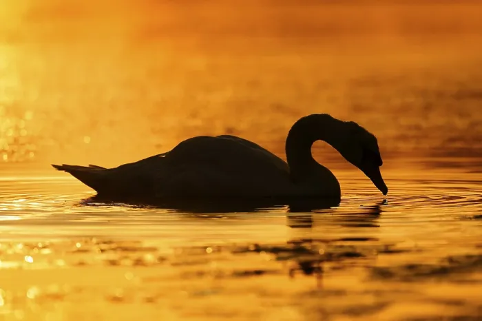 Framed Print : Mute Swan (Cygnus olor) at sunrise