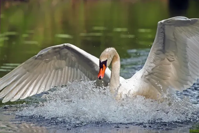 Framed Print : Mute swan. Cygnus olor. A swan lands on a river