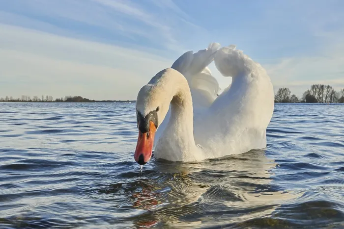 Framed Print : Mute swan (Cygnus olor) swimming on donau river
