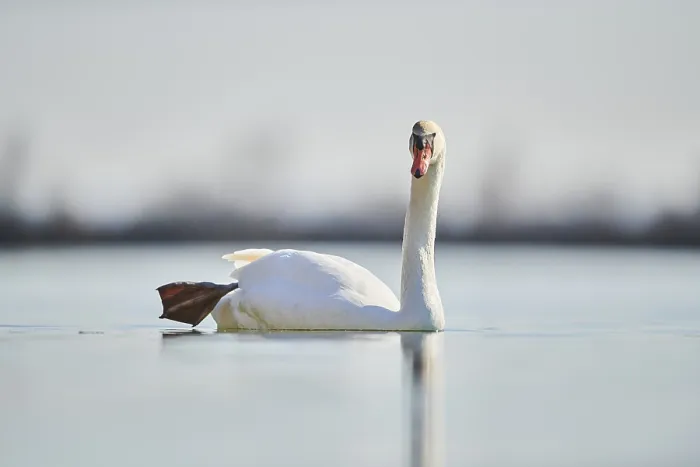 Framed Print : Mute swan (Cygnus olor) swimming in a lake Framed Print : Mute swan (Cygnus olor) swimming in a lake