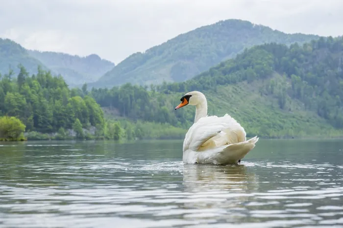 Framed Print : Mute swan (Cygnus olor) swimming on a lake Framed Print : Mute swan (Cygnus olor) swimming on a lake