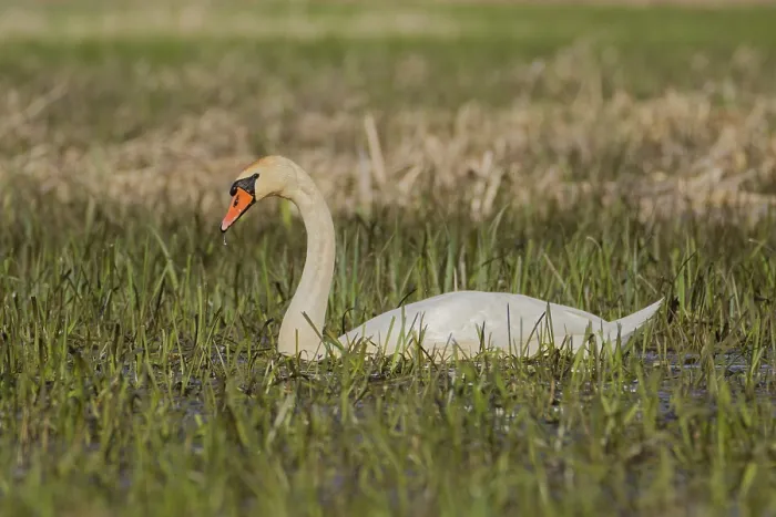 Framed Print : Mute swan (Cygnus olor) swimming in shallow wetland meadow with emerging grass Framed Print : Mute swan (Cygnus olor) swimming in shallow wetland meadow with emerging grass