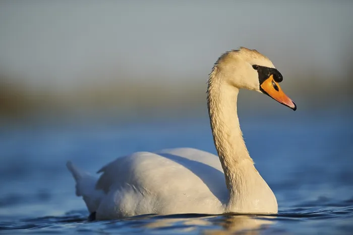 Framed Print : Mute swan (Cygnus olor), swimming in water on Danube