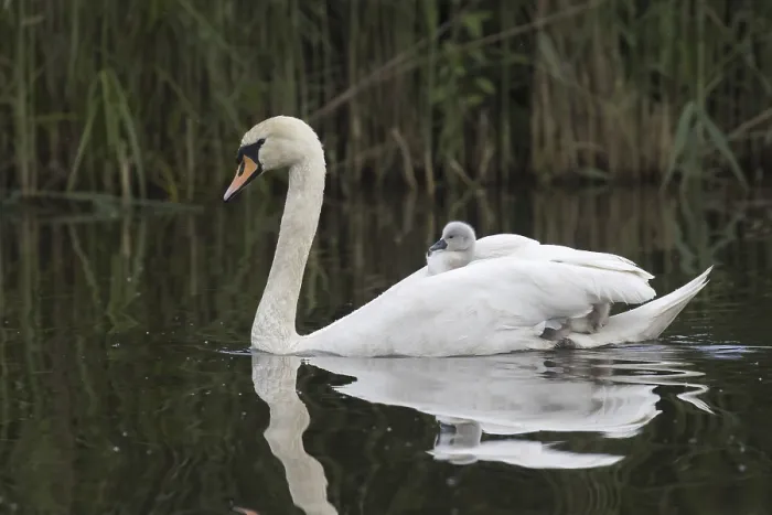 Framed Print : Mute swan (Cygnus olor) swims with chicks in plumage Framed Print : Mute swan (Cygnus olor) swims with chicks in plumage