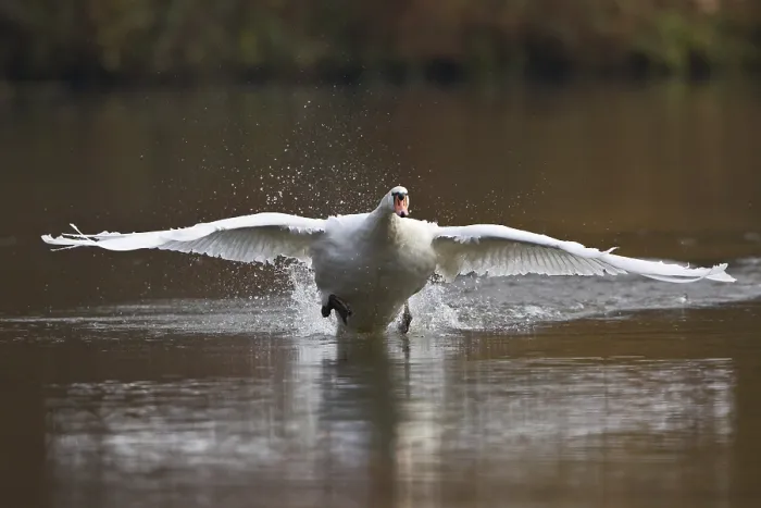 Framed Print : Mute Swan (Cygnus olor) taking off from water