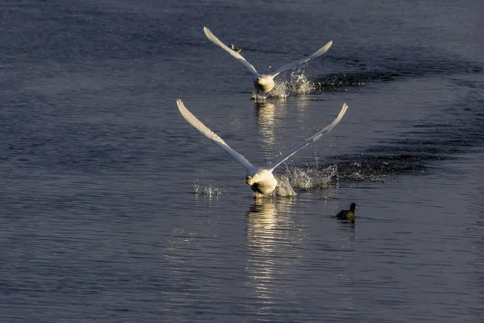 Framed Print : Two Mute Swan, Cygnus olor taking off on the water Framed Print : Two Mute Swan, Cygnus olor taking off on the water