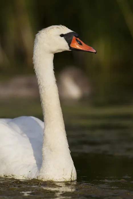 Framed Print : Mute Swan (Cygnus olor), Trelleborg Framed Print : Mute Swan (Cygnus olor), Trelleborg