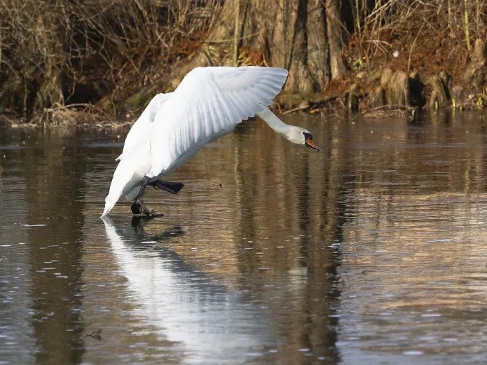Framed Print : Mute Swan (Cygnus olor), walking across a frozen lake in its breeding territory