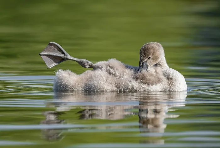 Framed Print : Mute swan (Cygnus olor) young bird swimming on a pond