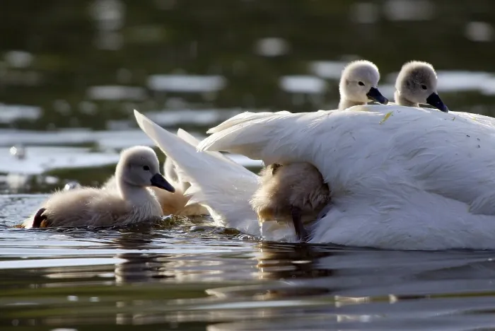 Framed Print : Mute swan (Cygnus olor) with young chicks