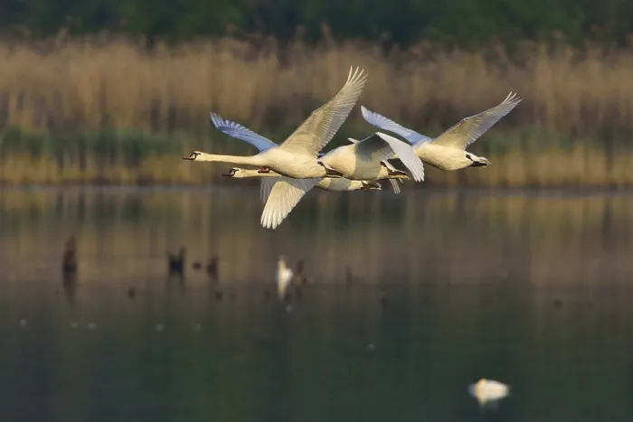 Framed Print : Mute swan family in the morning sun