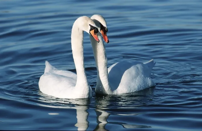 Framed Print : Mute Swane, pair (Cyngus olor)