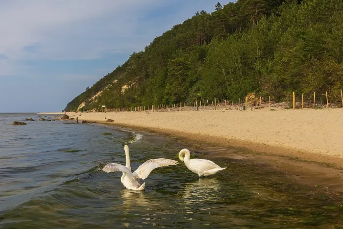 Framed Print : Two mute swans (Cygnus Olof)at a beach of the baltic sea