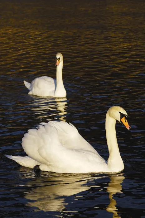 Framed Print : Mute Swans (Cygnus olor) Framed Print : Mute Swans (Cygnus olor)