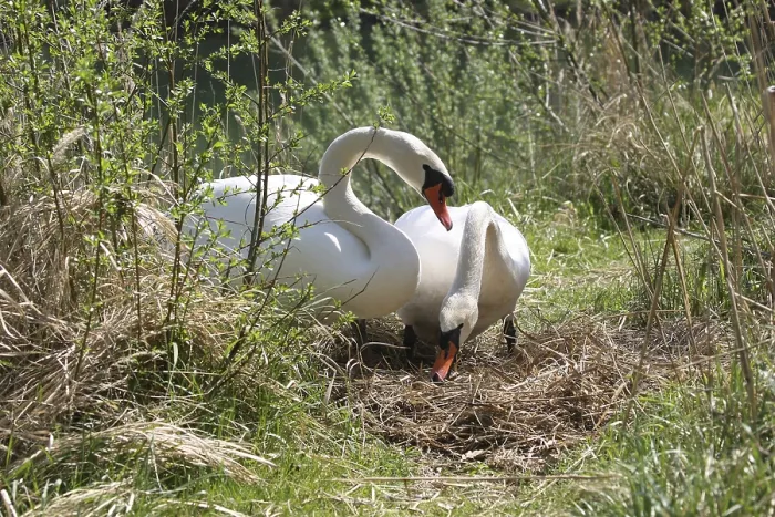 Framed Print : Mute swans (Cygnus olor), animal pair