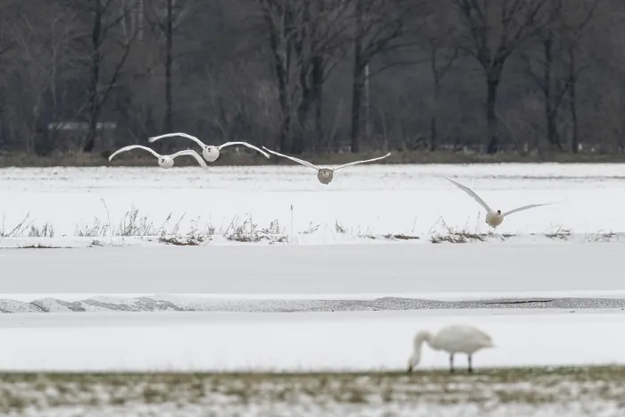 Framed Print : Mute swans (Cygnus olor), approaching