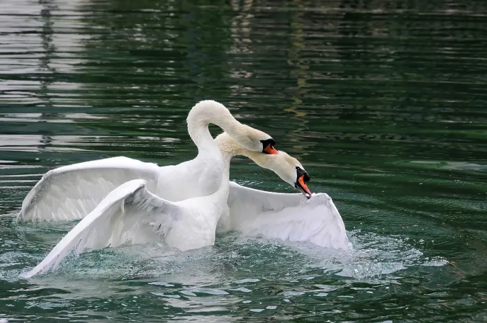 Framed Print : Two Mute Swans (Cygnus olor) fighting Framed Print : Two Mute Swans (Cygnus olor) fighting