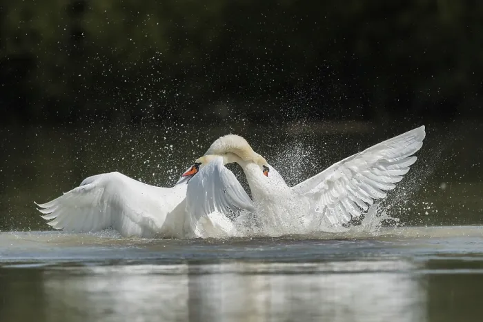Framed Print : Mute swans (Cygnus olor), fighting in the water