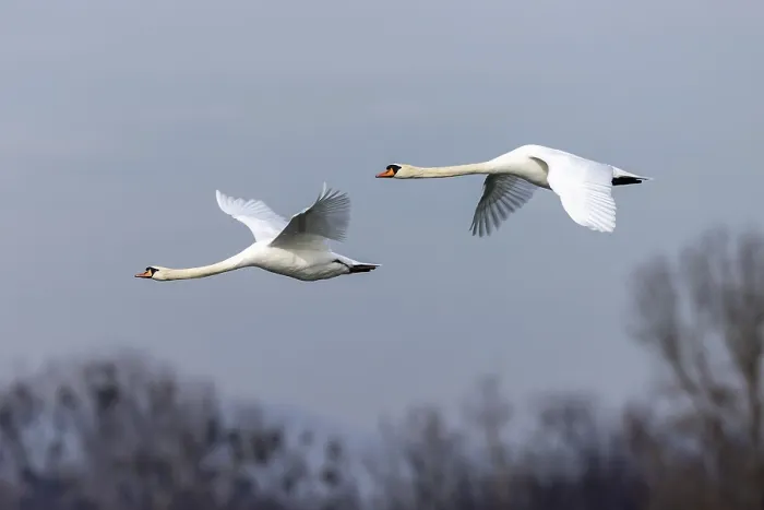 Framed Print : Two mute swans (cygnus olor), flying