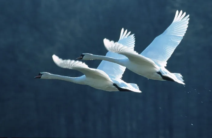 Framed Print : Mute Swans (Cygnus olor), Lower Saxony