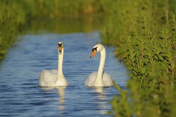 Framed Print : Mute swans (Cygnus olor), pair on ditch Framed Print : Mute swans (Cygnus olor), pair on ditch