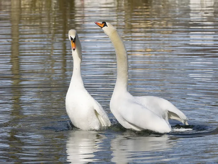 Framed Print : Mute Swans (Cygnus olor), a pair on a lake Framed Print : Mute Swans (Cygnus olor), a pair on a lake