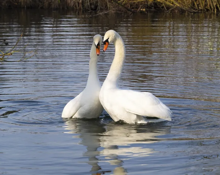 Framed Print : Mute Swans (Cygnus olor), a pair on a lake Framed Print : Mute Swans (Cygnus olor), a pair on a lake