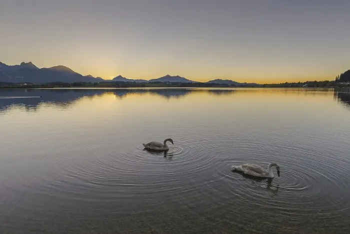 Framed Print : Mute swans (Cygnus olor), sunset